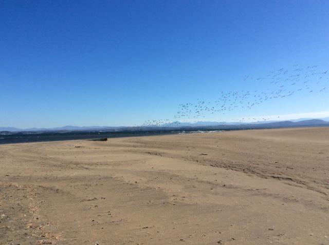 Hundreds of geese float just offshore and take to the skies to practice their formations.