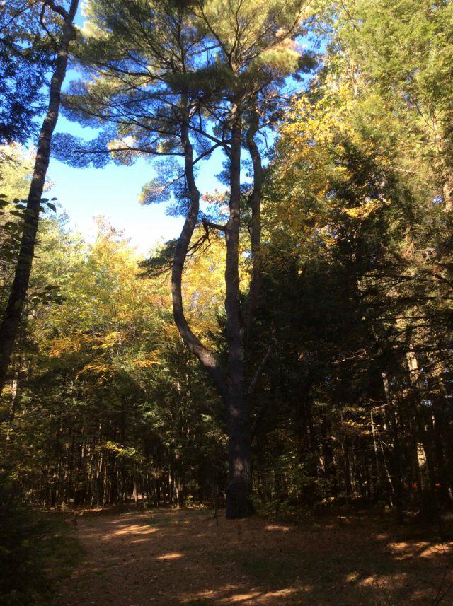 Beautiful hiking paths on the way to the beach.