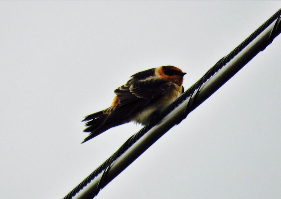 My friend was able to get this photo of one of the Cave Swallows. Photo courtesy of Stacy Robinson.