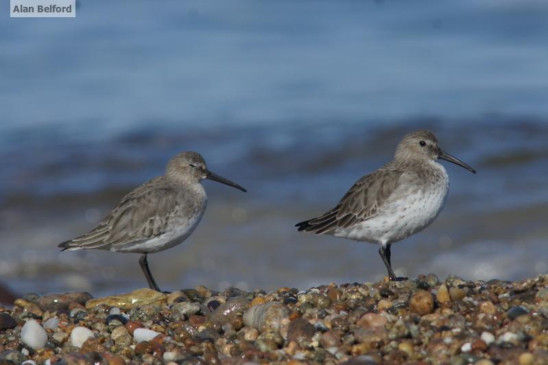 I also found a few Dunlin at Ausable Marsh.