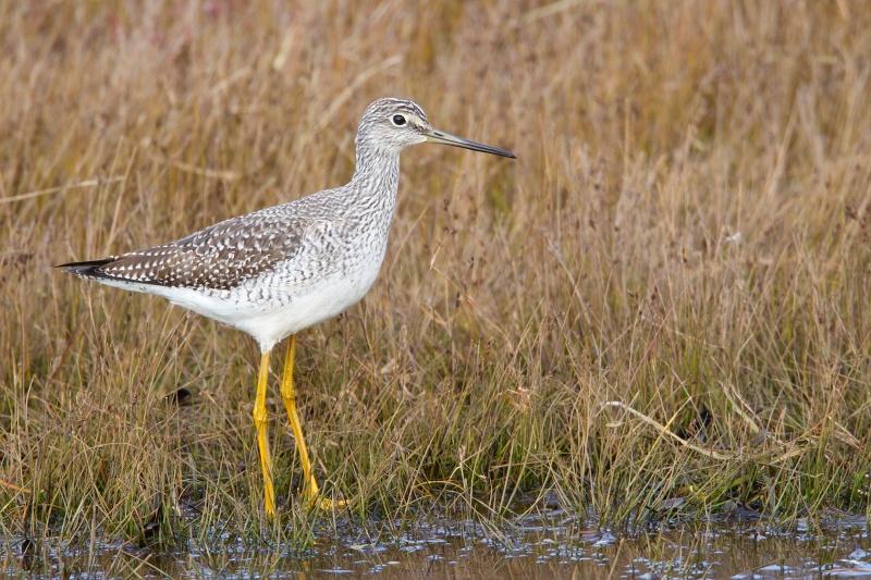 I found three Greater Yellowlegs at Ausable Marsh. Photo courtesy of www.masterimages.org.