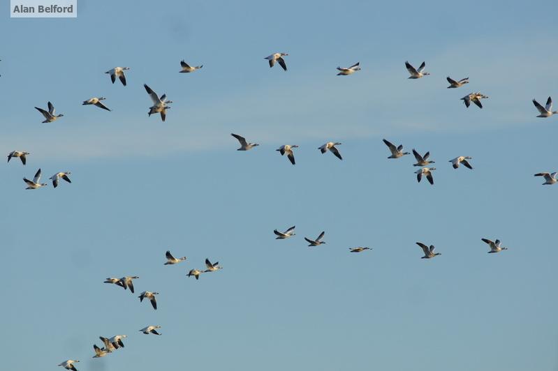 Snow Geese in flight were a regular backdrop to the setting throughout the late afternoon.