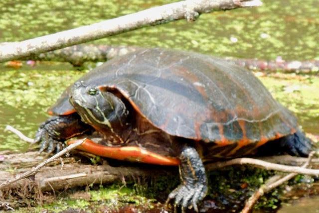 Slow! Turtles Crossing. | Lake Champlain