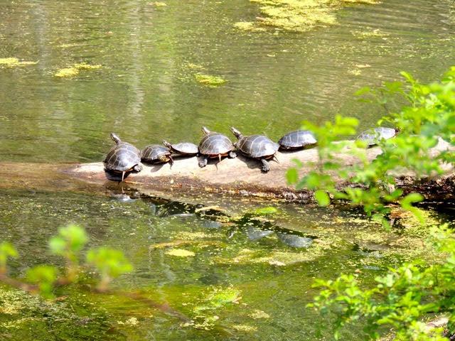 Slow! Turtles Crossing. | Lake Champlain