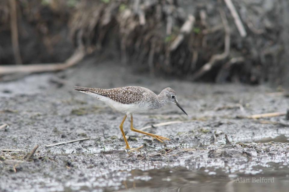 Lesser Yellowlegs are regular migrants through the Champlain Valley.