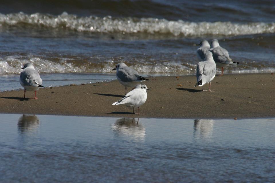 This year has been exceptional for finding Little Gulls (front center) with Bonaparte's Gulls in the Champlain Valley. Image courtesy of www.masterimages.org.