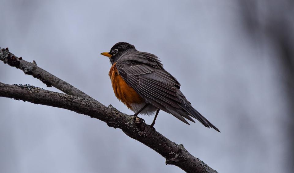 American Robin on a branch.