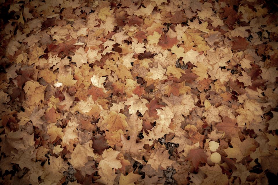 Red, orange, and yellow maple leaves on the ground.