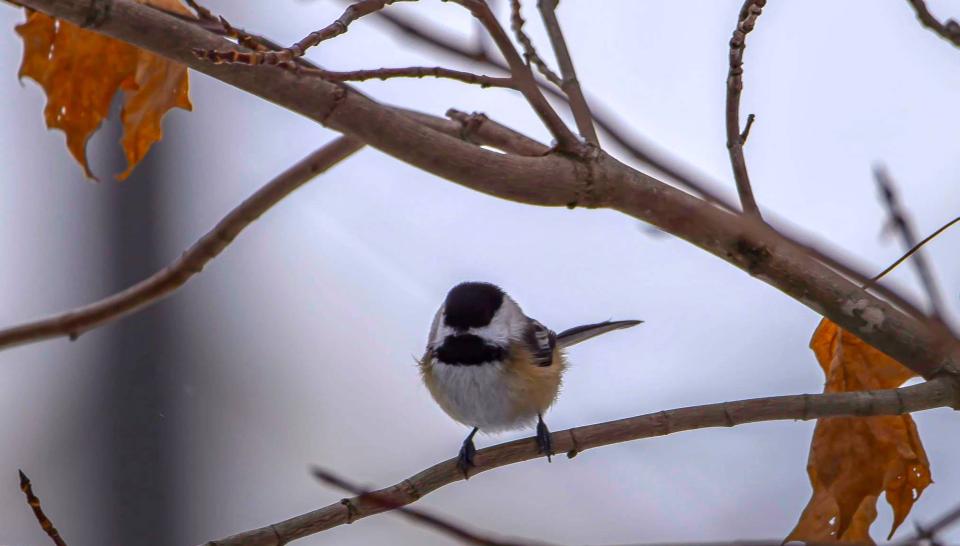 A chickadee perches on a bare branch.