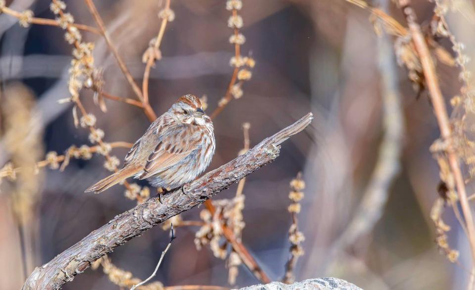 A brown and grey small songbird sits on a dead branch.