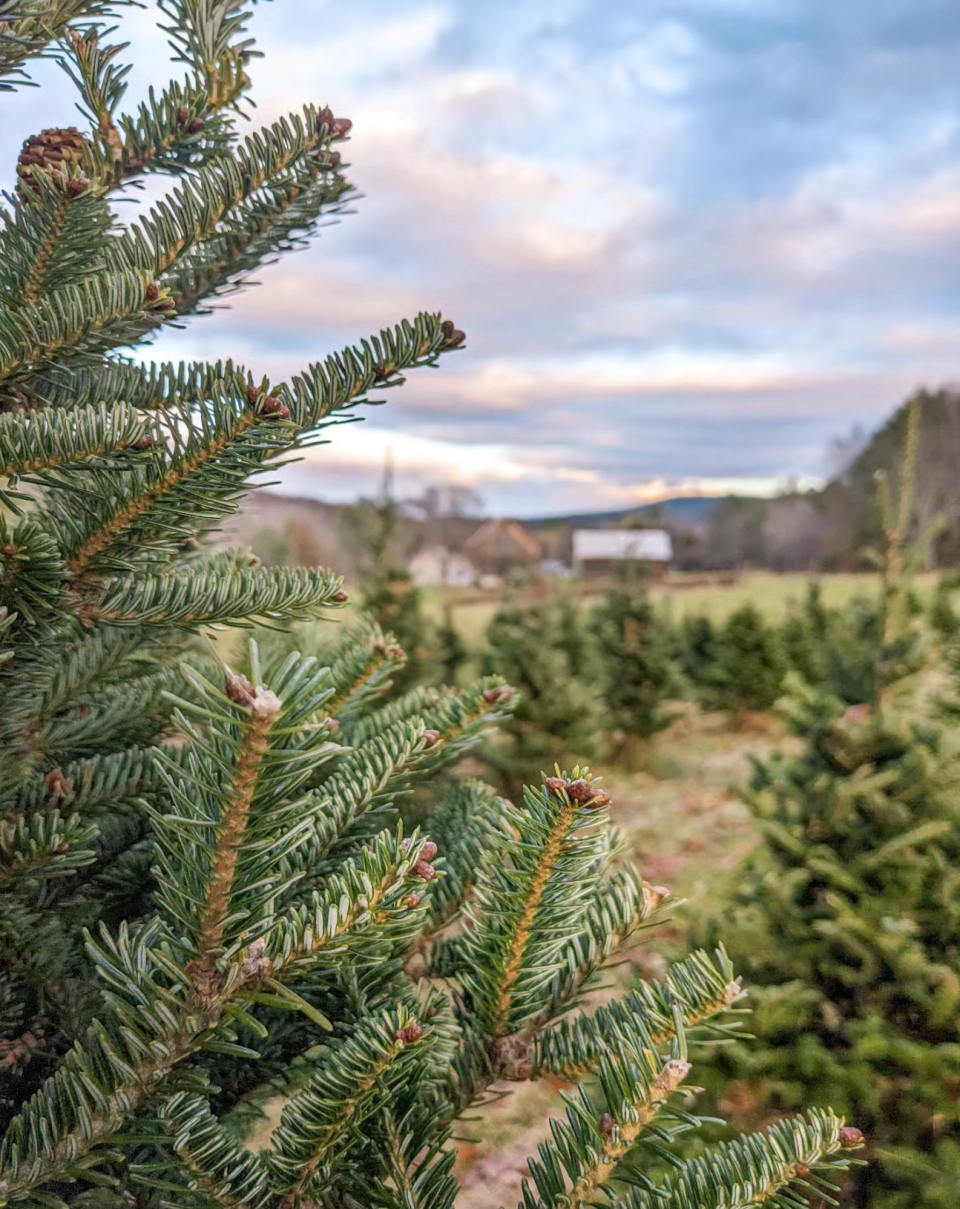 A christmas tree in a field.