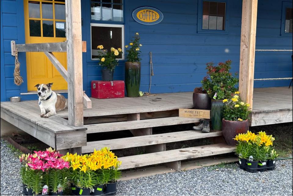 The porch of the Champlain Peony Company in Essex NY, with a brown and white dog and pots of flowers
