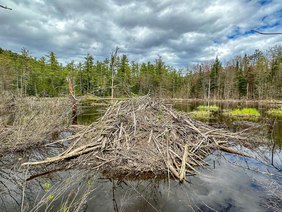 A beaver lodge made of branches, sticks, and logs in a small pond