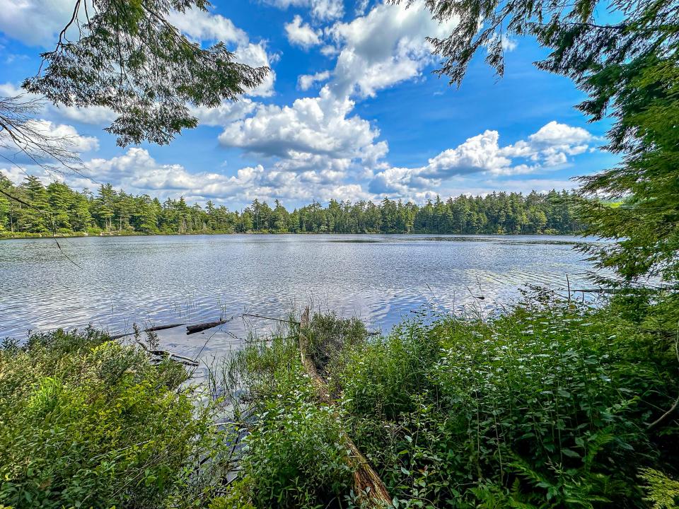 A blue sky with a few clouds over an undeveloped pond surrounded by evergreen trees.