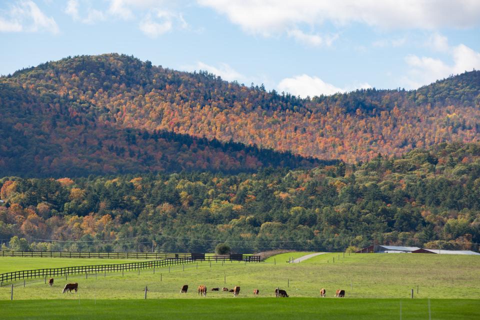 A farm with cows with fall mountains in the background.