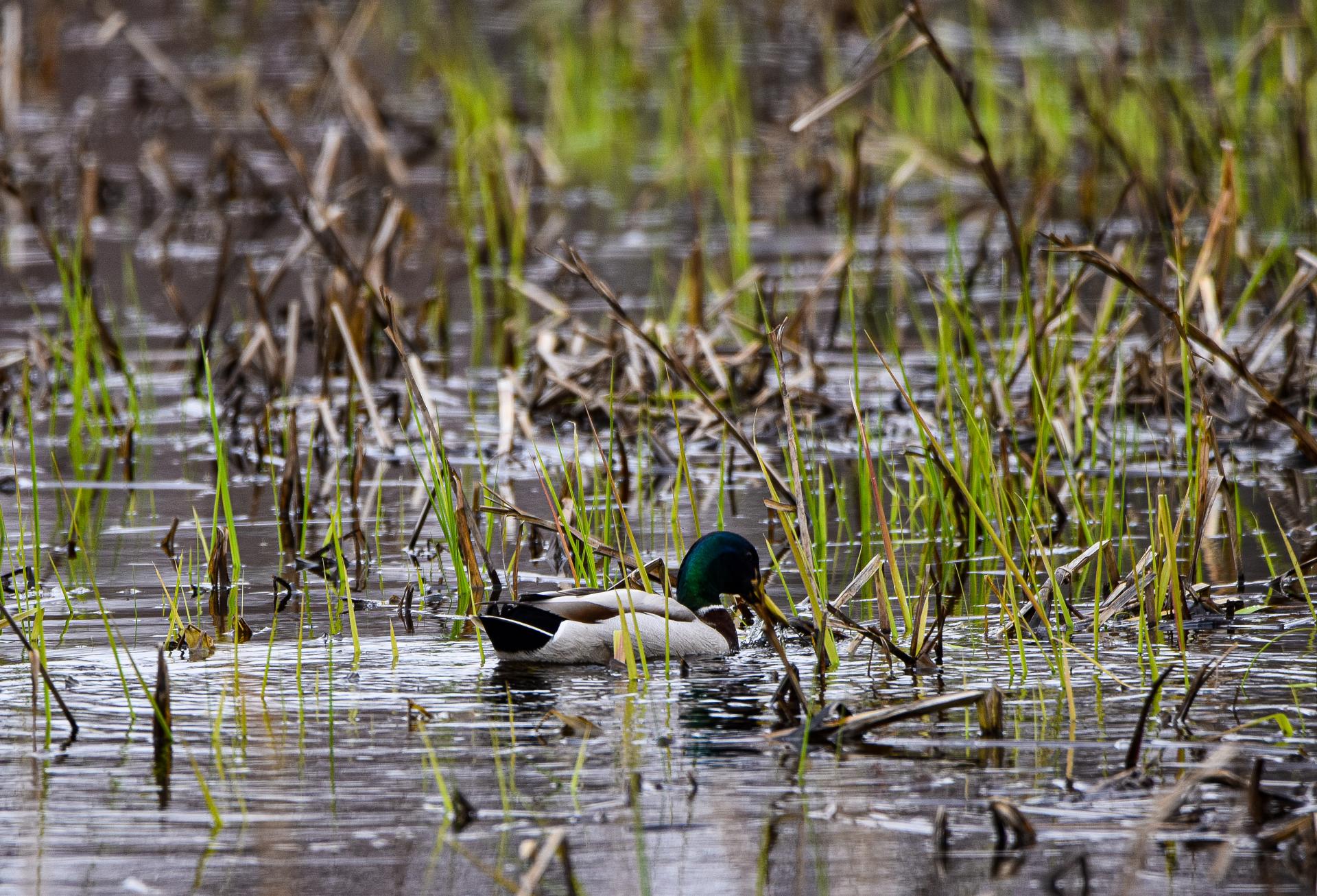 Ducks in aquatic vegetation