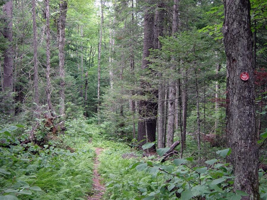 The path to Trout Pond has an unusual quality.