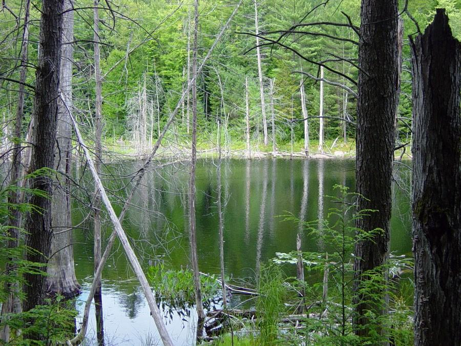 These clumps of shoreline vegetation are where fish like to hide.