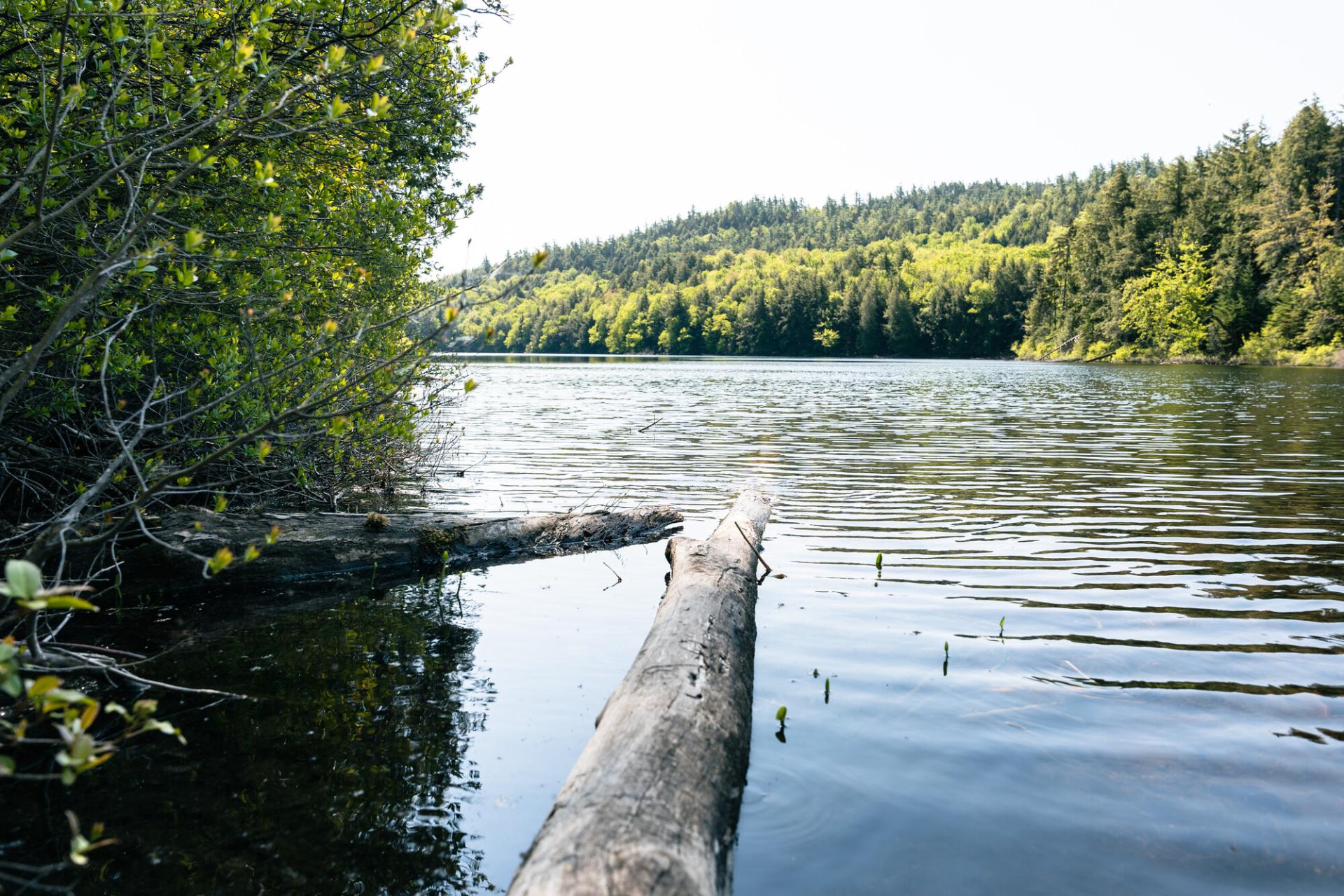 Logs in a small pond