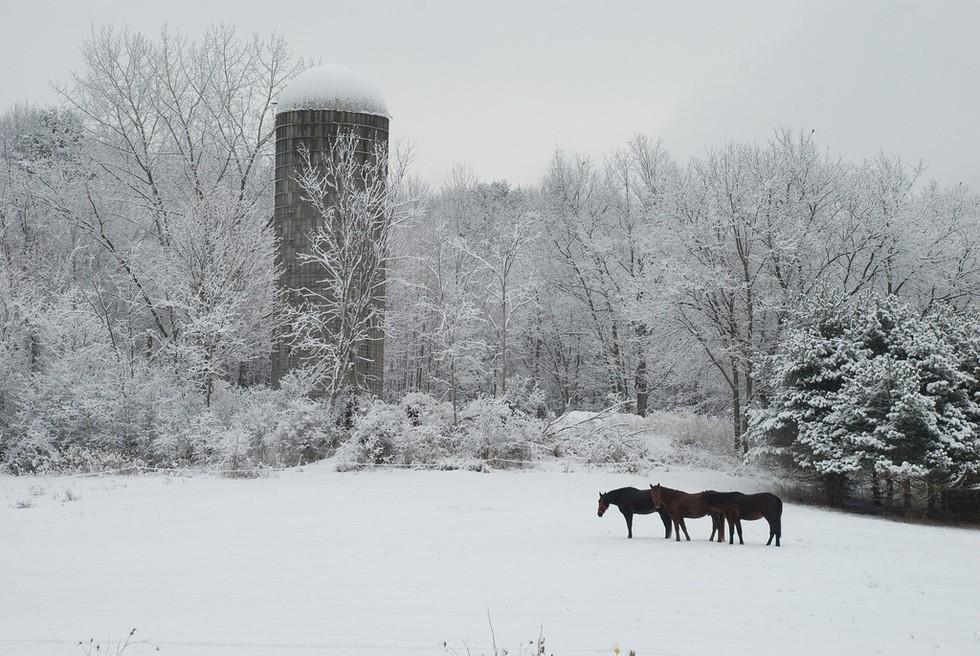 A few horses by a silo in the winter