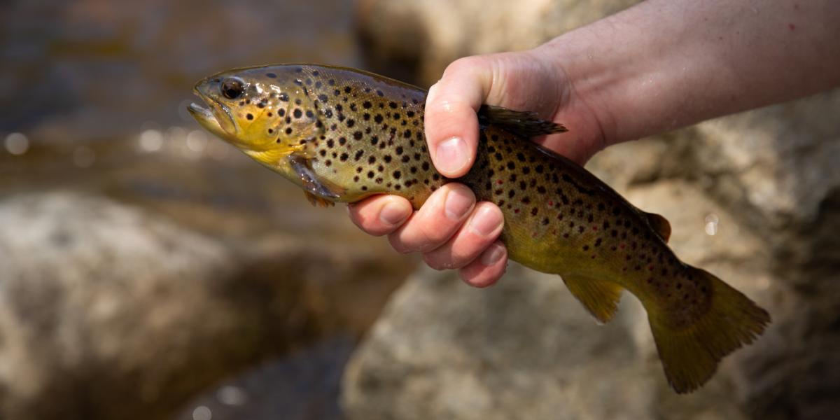 A brook trout in someones hand