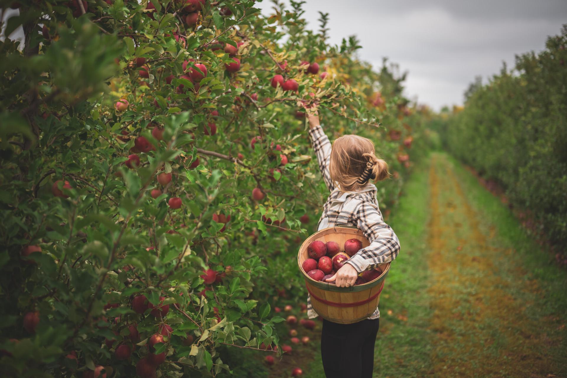 A woman picking apples