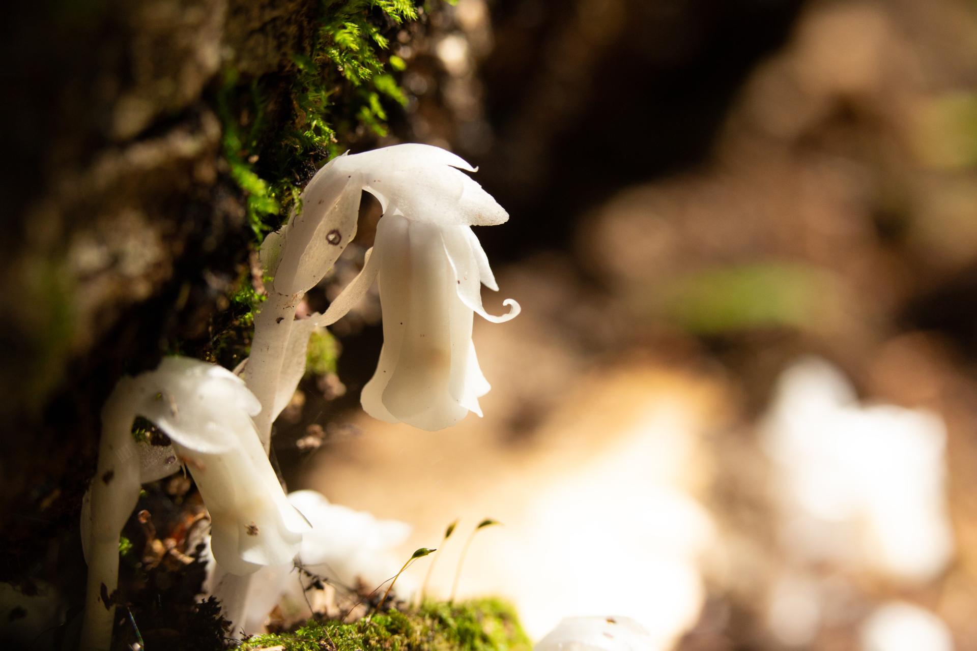 A ghost pipe plant