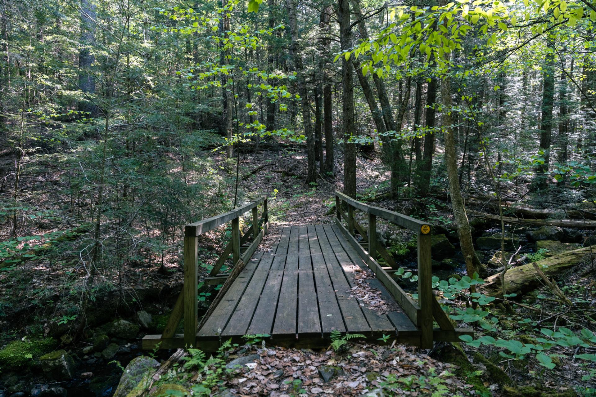 A wooden bridge in the woods